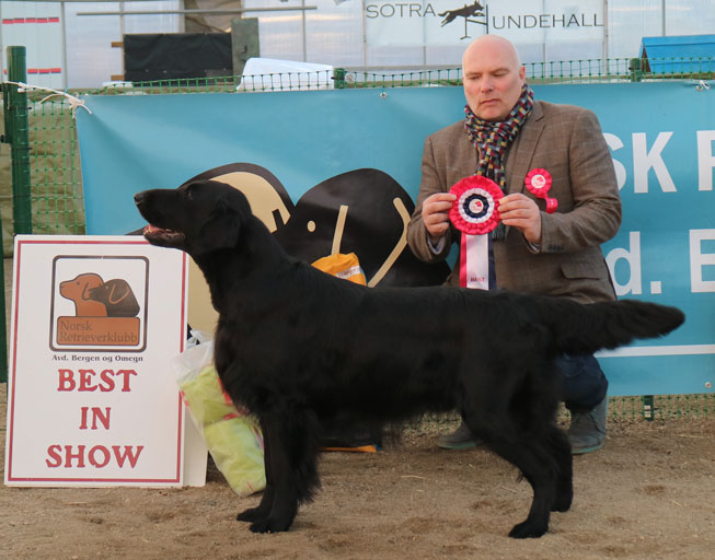 A Z I Elegante Loke110217BI