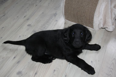 P090217Alphaog Giga 1