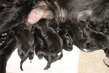 P101216Mayaogvalpene 2