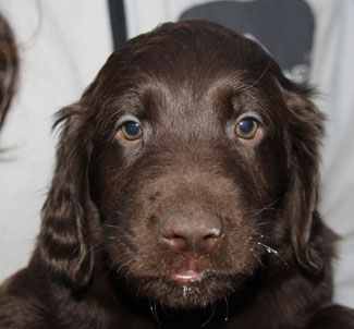 Q270117GhaleJagrHodet