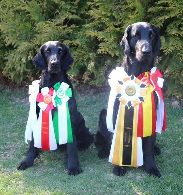 Zaga og Loke Cacib cert DKK